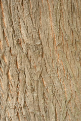 Bark Wood Texture for Background