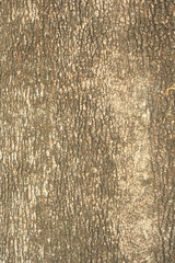 Bark Wood Texture for Background