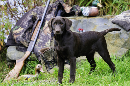 Chocolate Lab beside a Cooey12 gauge single shot shotgun, a camouflage jacket and boots, Duncan, British Columbia, Canada.