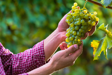 Hands Cutting White Grapes from Vines
