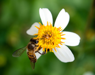 Bee collecting honey on a little yellow flower macro