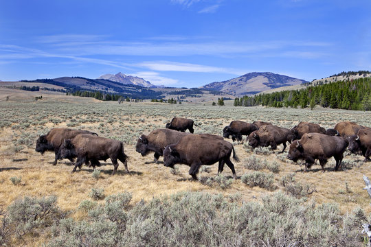 Bisons (bison bonasus) on Swan Lake Flats, Quadrant Mountains, Yellowstone National Park, Wyoming, USA
