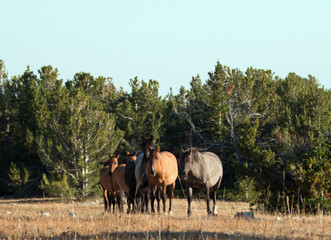 Wild Horse Herd walking together on Tillett Ridge in the Pryor Mountain Wild Horse Range in Montana...