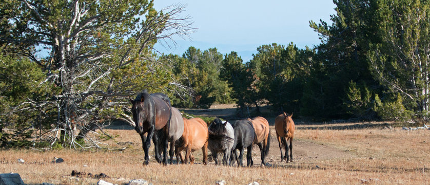 Wild Horse Herd walking together on Tillett Ridge in the Pryor Mountain Wild Horse Range in Montana - Wyoming US