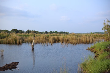 Wetland in Rayong Thailland
