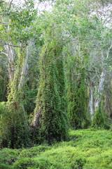 Green Wetland  Forest in Rayong at Thailand