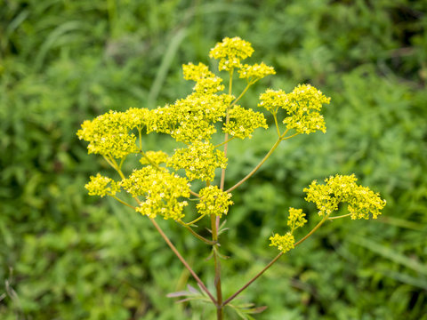 合弁花類 Images Browse 23 Stock Photos Vectors And Video Adobe Stock