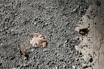 dry leaves fallen on the dirt