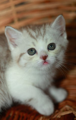 cute grey kitten