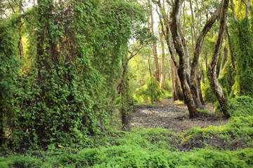 Green Wetland  Forest in Rayong at Thailand