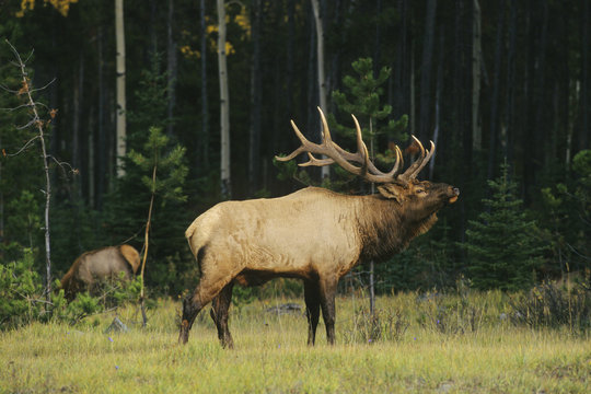 Elk (Cervus elaphus) Male, Alberta Canada.