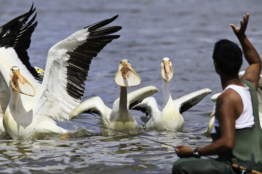 Fisherman throwing fish to American White Pelicans.  Red River, Lockport, Manitoba, Canada.