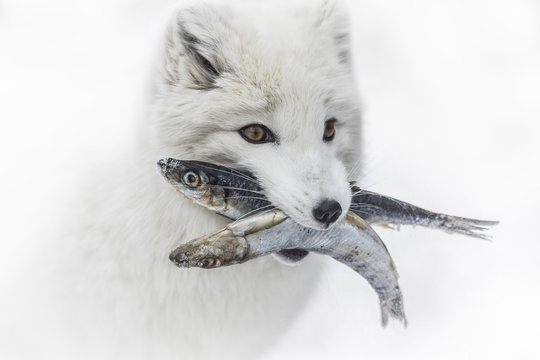 Arctic fox with fish in mouth, Winnipeg, Manitoba, Canada