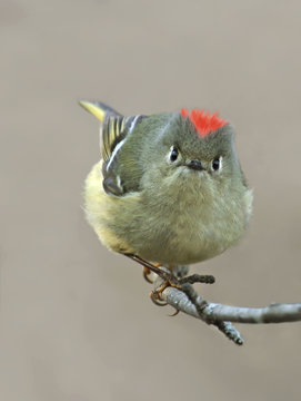 Ruby-crowned Kinglet, Regulus calendula, perched on a branch in Saskatoon, Saskatchewan. 