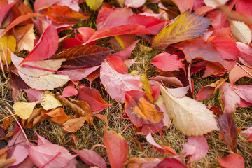 Fall season natural colorful background of macro leaves.