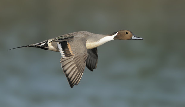 Northern Pintail (Anas acuta) in flight. 