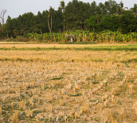 Farmland Empty Cornfield After Harvesting