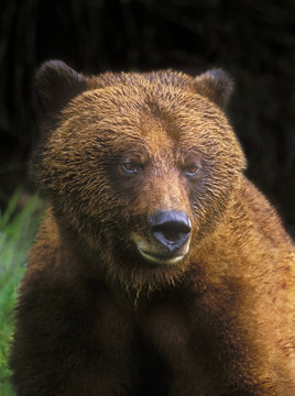 Grizzly bear in the Khutzemateen Valley on the central coast of British Columbia, Canada