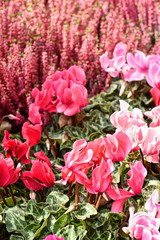 Autumn and winter flowers. Alpine pink violets and heather on the street market