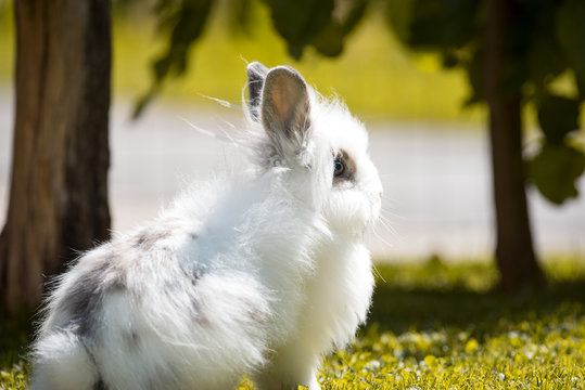 Angora-Kaninchen im Garten