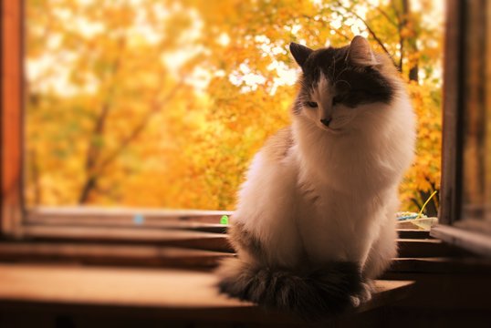 Осенняя Кошка Фото