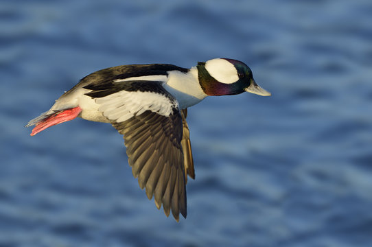 Male Bufflehead - Esquimalt Lagoon, Colwood BC