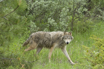 Gray wolf (Canis lupus) in summer forest clearing, Montana, USA
