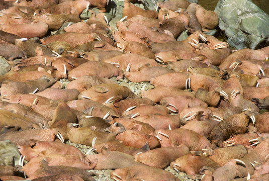 Pacific walrus (Odobenus rosmarus), Bering Sea, Alaska 