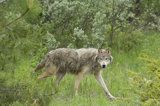 Gray wolf (Canis lupus) in summer forest clearing, Montana, USA