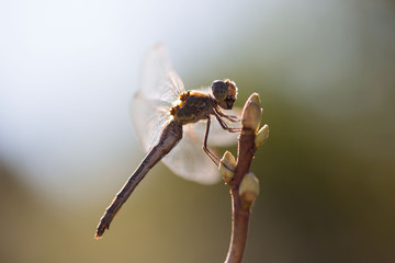 Libelle im Gegenlicht