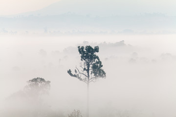 Fog in forest at Thung Salang Luang National Park Phetchabun,Tha