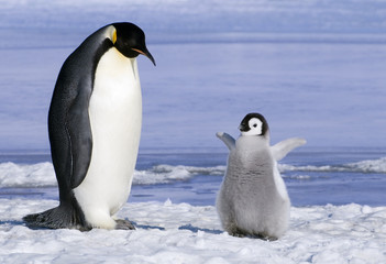 Emperor penguin  with chick, Snow Hill Island, Weddell Sea, Antarctica