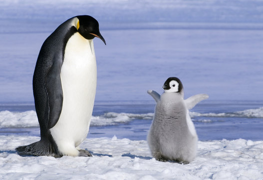 Emperor penguin  with chick, Snow Hill Island, Weddell Sea, Antarctica