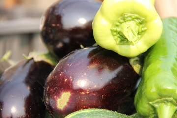 Осенний урожай: желтые и зеленые перцы, огурцы и фиолетовые баклажаны