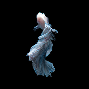 Blue betta fish