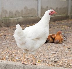 White hen