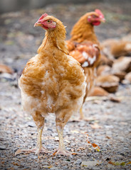 Brown hen