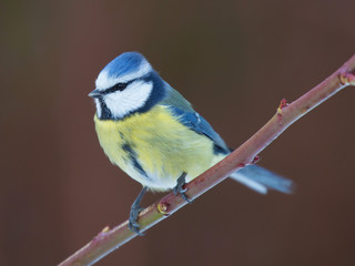 Blue tit on branch