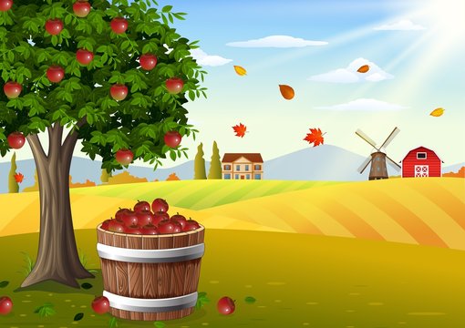 Apple tree and basket of apples in farm landscape at autumn