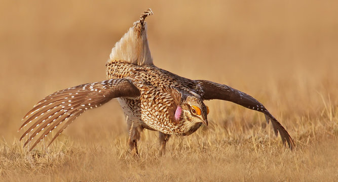 Sharp-tailed Grouse male, Tympanuchus phasianellus,  displaying in Saskatchewan