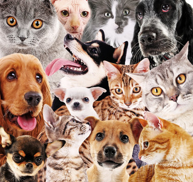 Dog and cat background