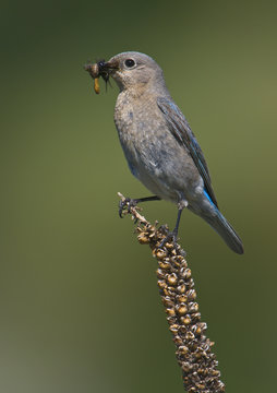 Female Mountain bluebird (Sialia currucoides) with food for young in its mouth at White Lake, British Columbia, Canada