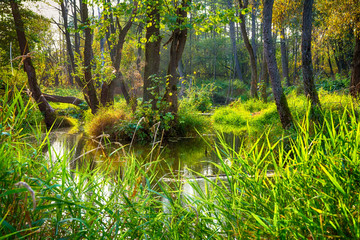 Mangrove trees in a peat swamp forest and a river with clear water. 