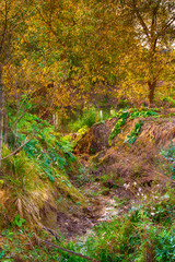 Mangrove trees in a peat swamp forest and a river with clear water. 