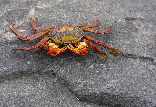 Seaside crabs at Miraflores suburb, Lima, Peru