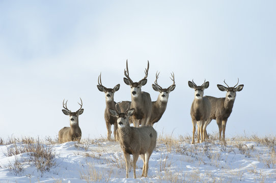 Mule Deer bulls in snowy field, Alberta, Canada