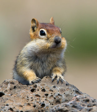 Golden-mantled ground squirrel (Spermophilus lateralis) at Deschutes National Forest, Oregon, USA