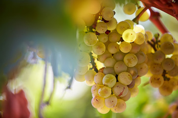 grape harvest