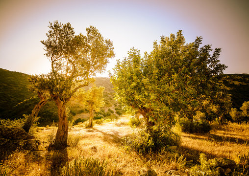 olive grove, warmly decorated tinted images, Greece, Samos Islan