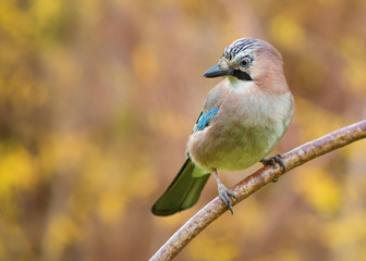 Eurasian jay